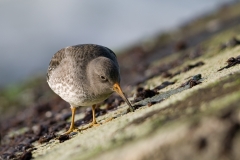 paarse strandloper_HBN6791