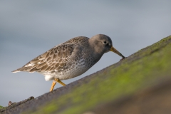 paarse strandloper_HBN6795