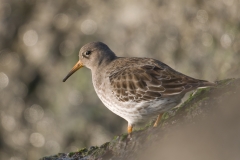 paarse strandloper_HBN6827