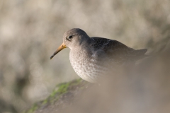 paarse strandloper_HBN6833