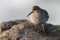 paarse strandloper_HBN6853