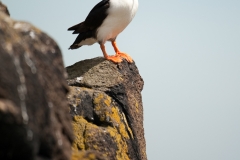 Papegaaiduiker_HBN1243
