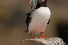 Papegaaiduiker_HBN1282