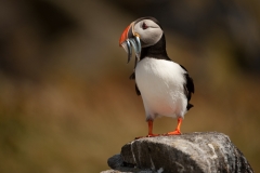 Papegaaiduiker_HBN1320