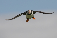 Papegaaiduiker_HBN1407
