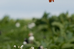 Papegaaiduiker_HBN1454