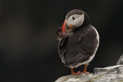 Papegaaiduiker_HBN2201