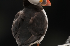 Papegaaiduiker_HBN2204