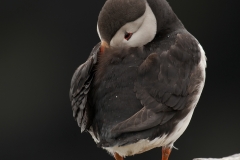 Papegaaiduiker_HBN2216