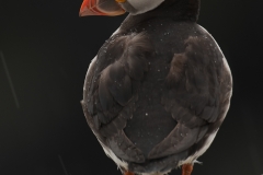 Papegaaiduiker_HBN2228