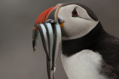 Papegaaiduiker_HBN2534