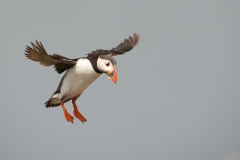 Papegaaiduiker_HBN3651