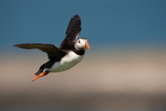 Papegaaiduiker_HBN4449
