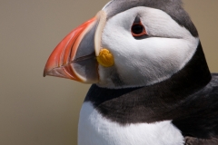 Papegaaiduiker_HBN4498