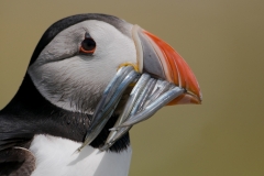 Papegaaiduiker_HBN4549