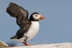Papegaaiduiker_HBN4571
