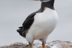 papegaaiduiker_HBN4684