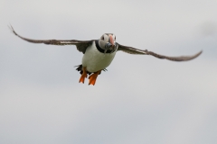 papegaaiduiker_HBN4934