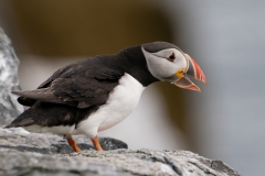 papegaaiduiker_HBN6064