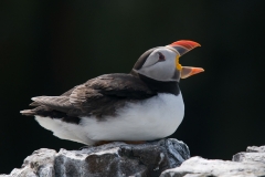 papegaaiduiker_HBN6142