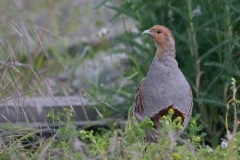patrijs_HBN3961