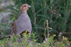 patrijs_HBN3973
