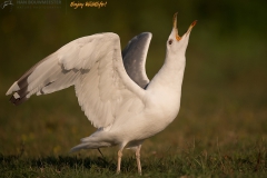 Pontische meeuw