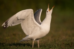 pontische meeuw_HB45506