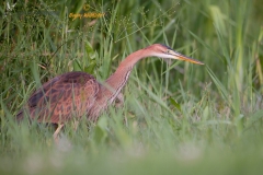 Purperreiger
