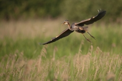 Purperreiger_HBN1007