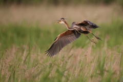 Purperreiger_HBN1010