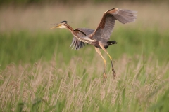 Purperreiger_HBN1013