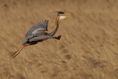 purperreiger_HBO6918