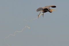 purperreiger_HBO6938