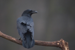 Raaf_HBN2311