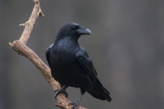 Raaf_HBN2316