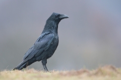 Raaf; Common Raven; Grand corbeau freux; Kolkrabe;
