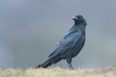 Raaf; Common Raven; Grand corbeau freux; Kolkrabe;