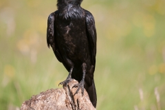 Raaf_HBN7068