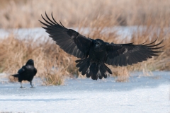 Raaf; Common Raven; Grand corbeau freux; Kolkrabe;