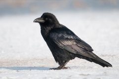 Raaf; Common Raven; Grand corbeau freux; Kolkrabe;