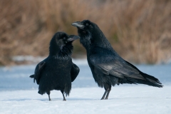 Raaf; Common Raven; Grand corbeau freux; Kolkrabe;