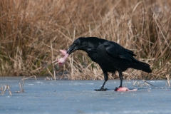 Raaf; Common Raven; Grand corbeau freux; Kolkrabe;