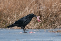 Raaf; Common Raven; Grand corbeau freux; Kolkrabe;