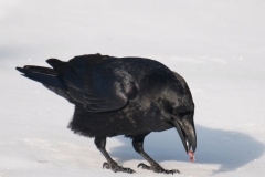 Raaf_HBN8273