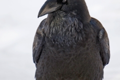 Raaf_HBN8321