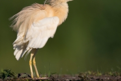 Ralreiger; Squacco Heron; Ardeola ralloides