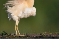 Ralreiger; Squacco Heron; Ardeola ralloides