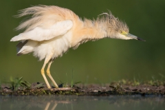 Ralreiger; Squacco Heron; Ardeola ralloides