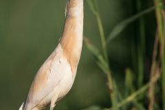 Ralreiger; Squacco Heron; Ardeola ralloides